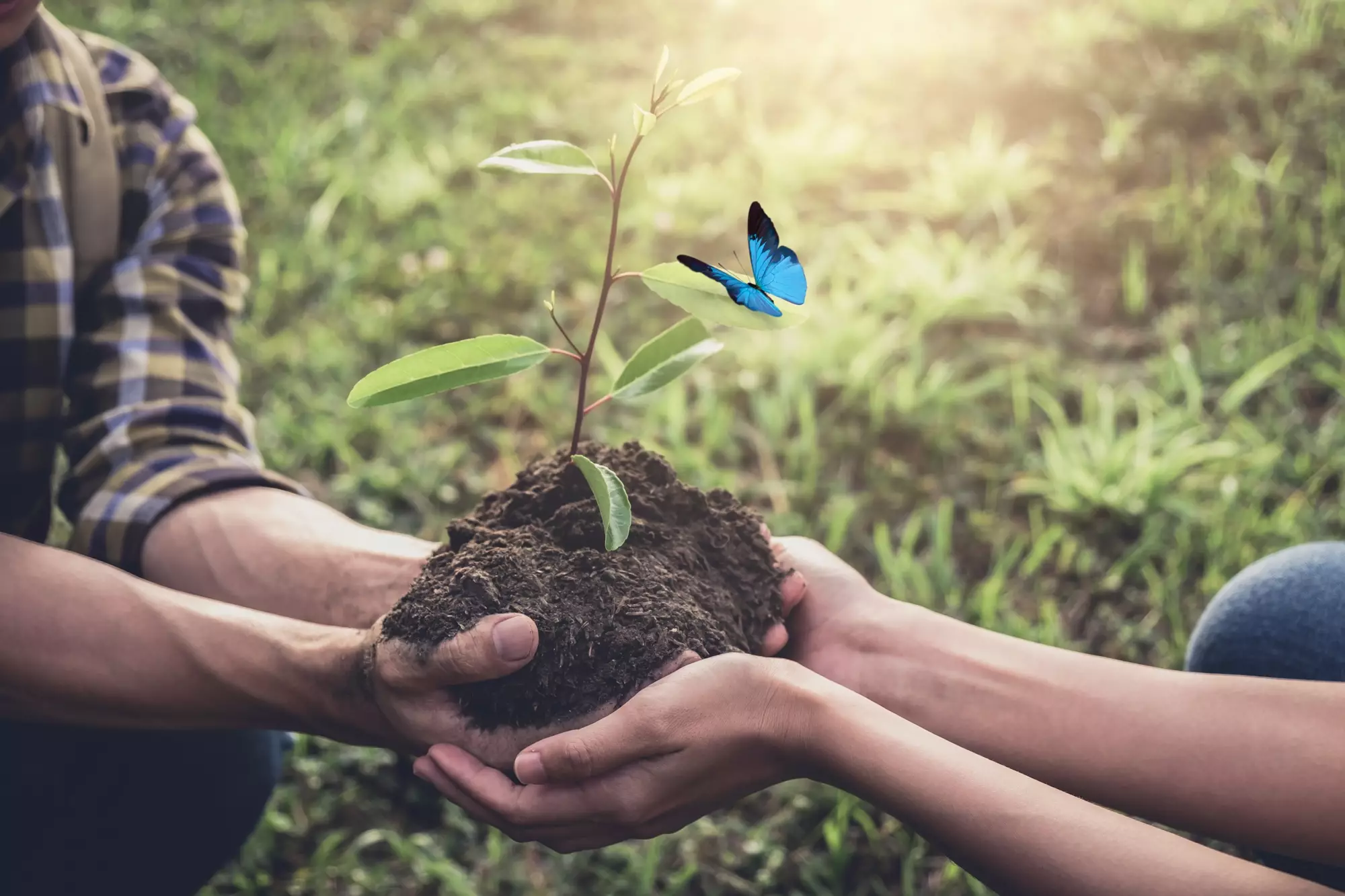 /medias/site/national/Actualit%C3%A9s/Reforest-action.webp