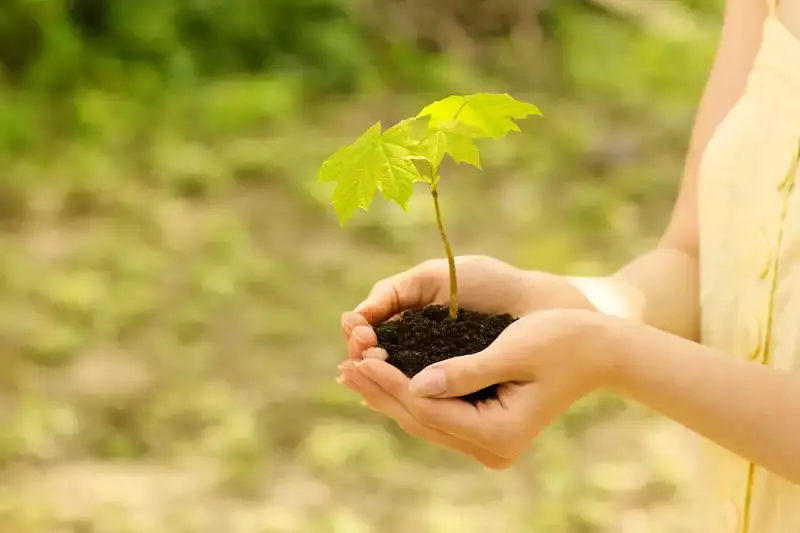 plante dans une main