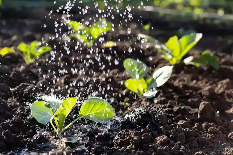 arrosage plante